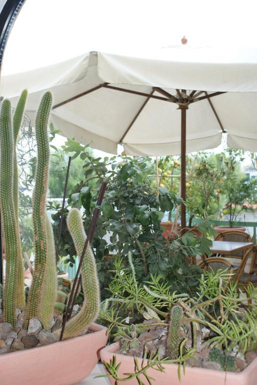 Villa Ciccio Ischia Esterno foto