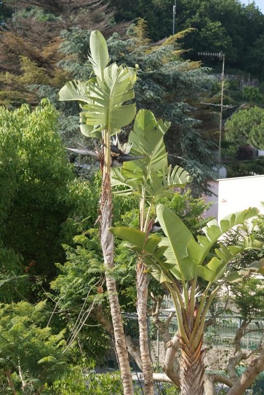 Villa Ciccio Ischia Esterno foto